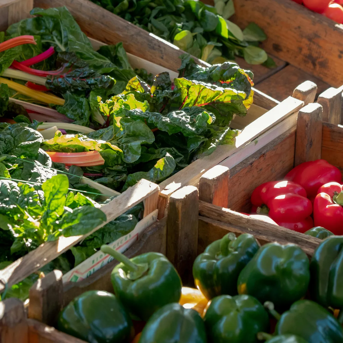 Colorful display of heirloom tomatoes and summer squash from local Willamette Valley farms