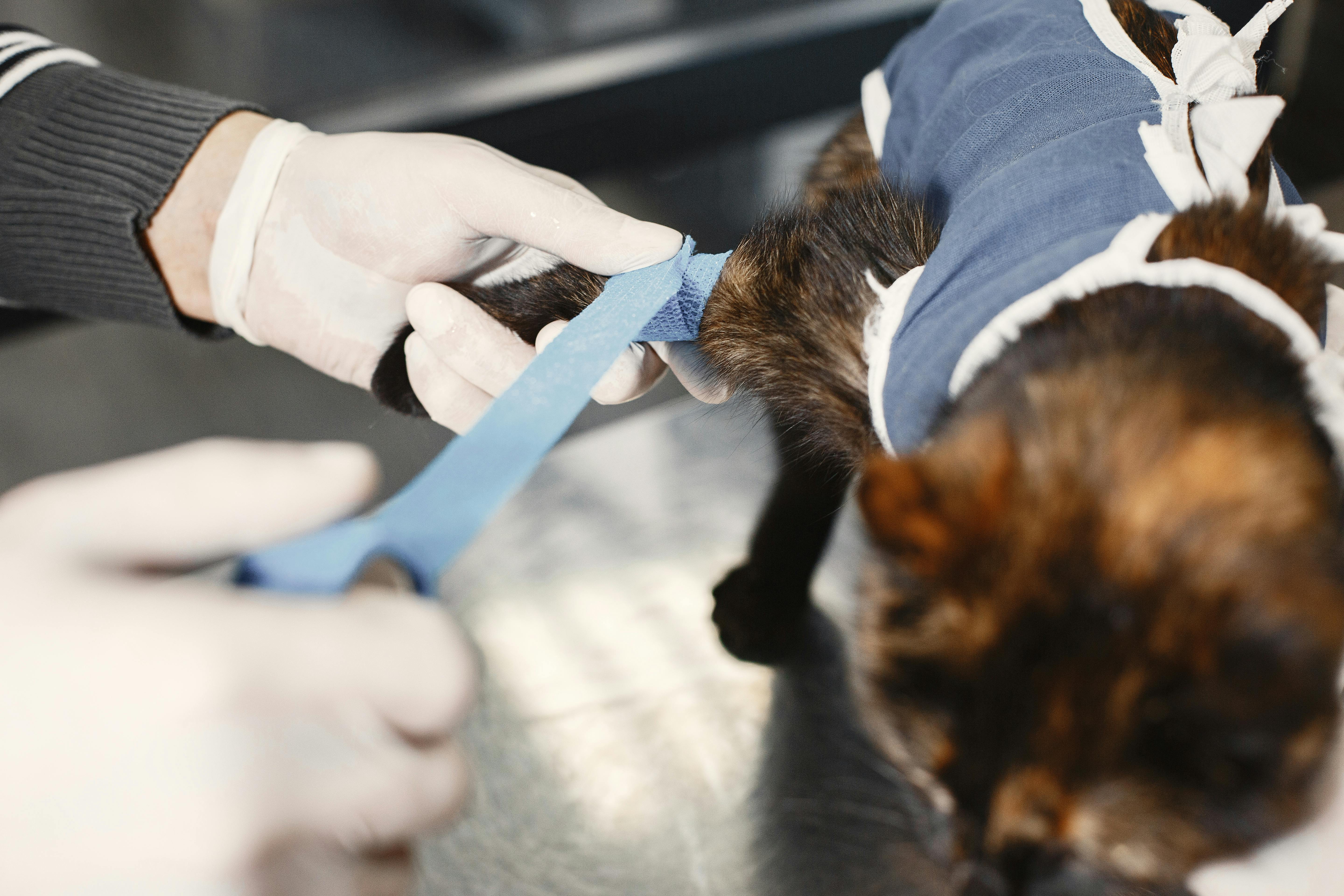 Veterinarian examining a golden retriever